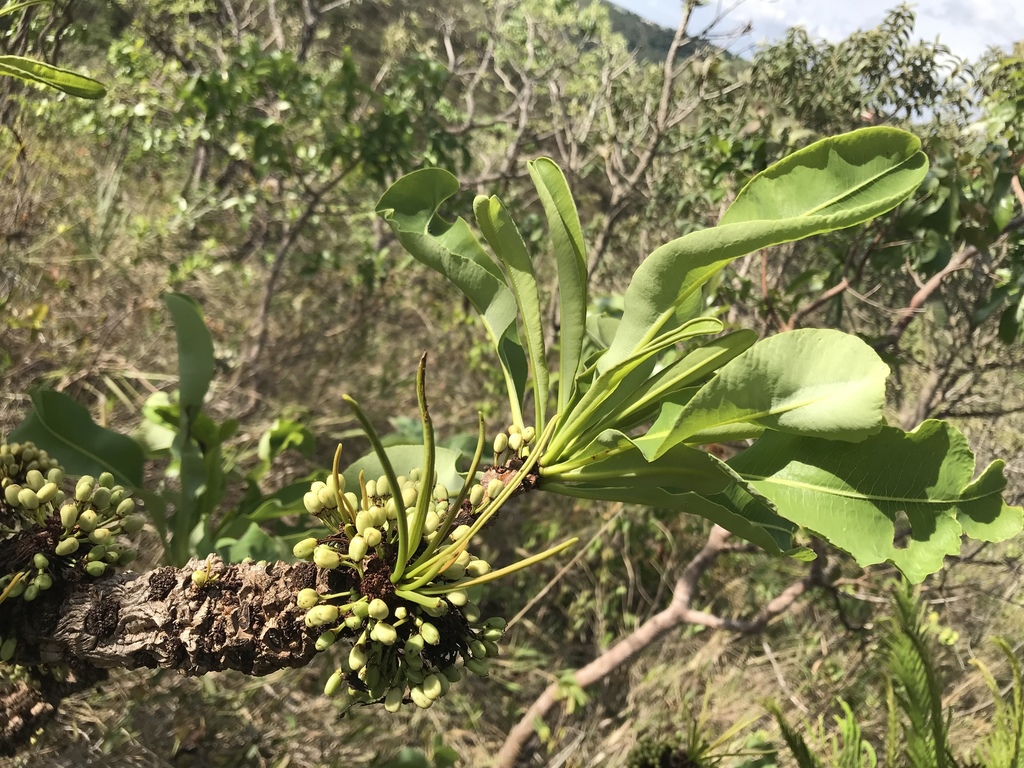 Erythroxylum tortuosum