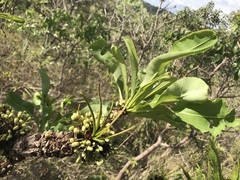 Erythroxylum tortuosum