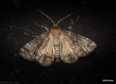 Dysbatus stenodesma