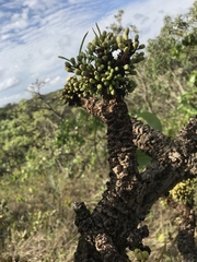 Erythroxylum tortuosum