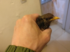 Turdus pelios