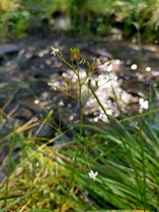 Micranthes nelsoniana aestivalis
