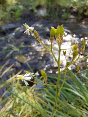 Micranthes nelsoniana aestivalis