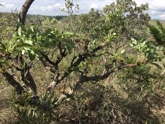 Erythroxylum tortuosum
