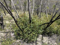 Eucalyptus stricta