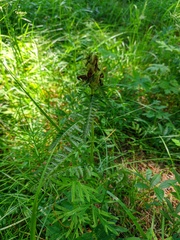 Pedicularis compacta