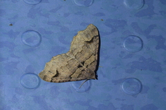 Austrocidaria parora