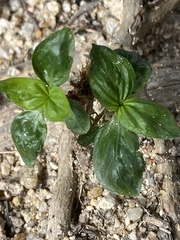 Dicliptera chinensis