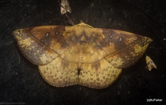 Anthela directa