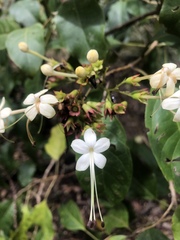 Clerodendrum floribundum