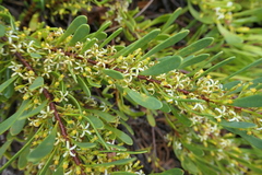 Strangea linearis