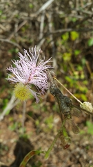 Dichrostachys akataensis image