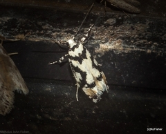 Lichenaula melanoleuca