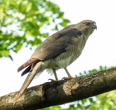 Accipiter badius