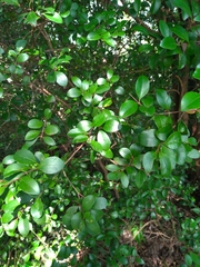 Syzygium elliptifolium