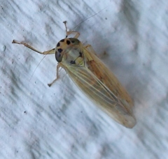 Cicadula