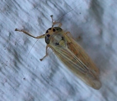 Cicadula