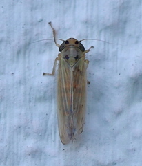 Cicadula