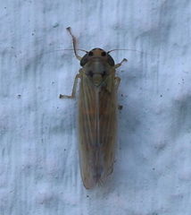 Cicadula