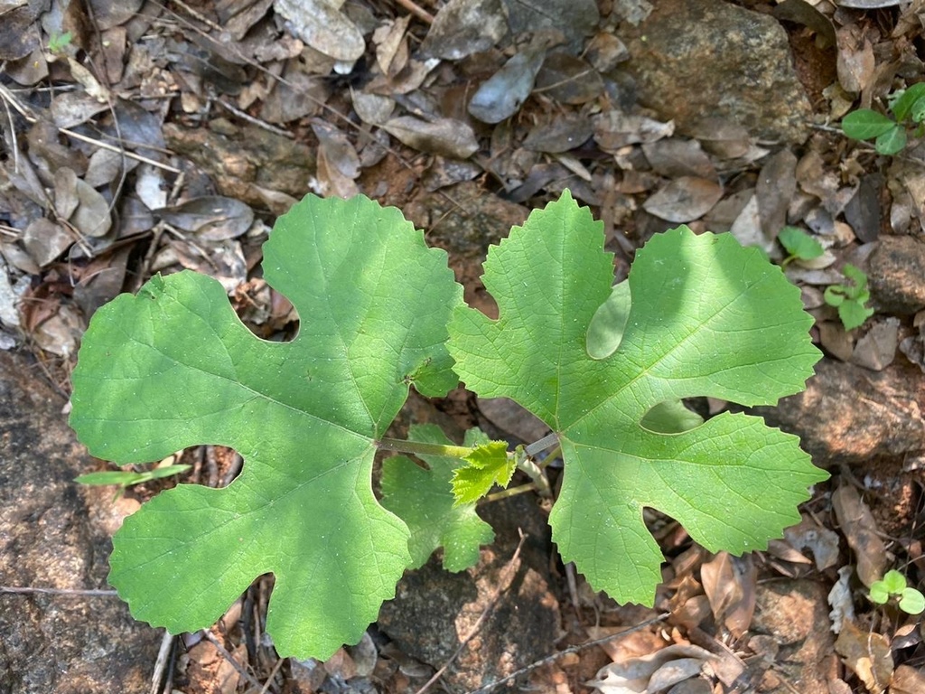Cissus vitiginea