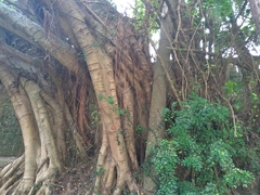 Ficus microcarpa microcarpa