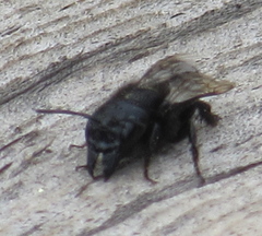 Osmia montana