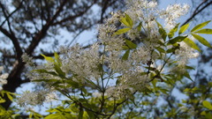 Fraxinus sieboldiana