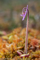 Pinguicula villosa