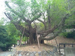 Ficus microcarpa microcarpa