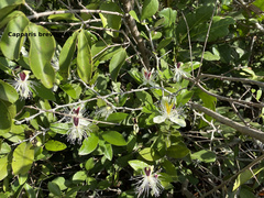 Capparis brevispina