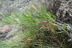 Strangea linearis