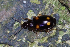 Dolichoctis rotundata