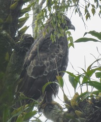 Nisaetus nipalensis