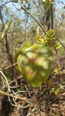 Combretum albiflorum image