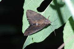 Ercheia dubia