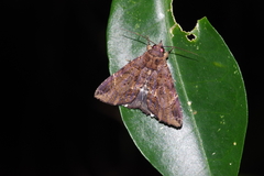 Ercheia dubia