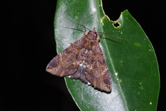 Ercheia dubia