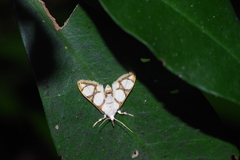 Cirrhochrista kosemponialis