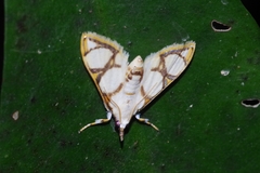 Cirrhochrista kosemponialis