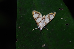Cirrhochrista kosemponialis