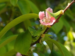 Pseudocydonia sinensis