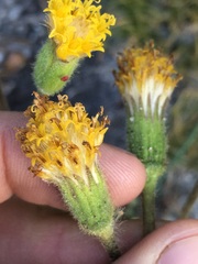 Raillardella scaposa