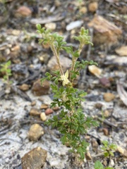 Xanthosia