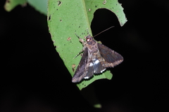 Ercheia dubia