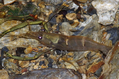 Macrobrachium japonicum