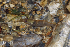 Macrobrachium japonicum