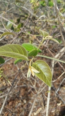 Combretum albiflorum image