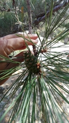 Pinus nigra laricio