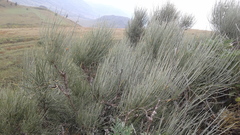 Ephedra equisetina
