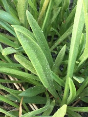 Raillardella scaposa